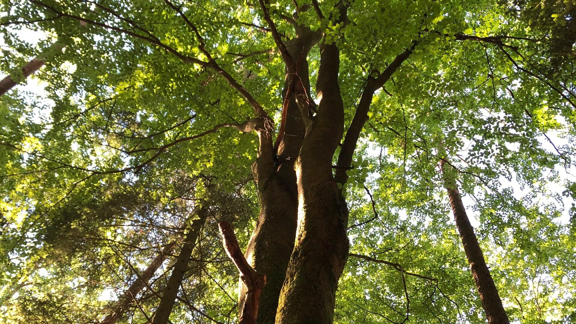 Die unglaublichen Vorteile von Atemübungen