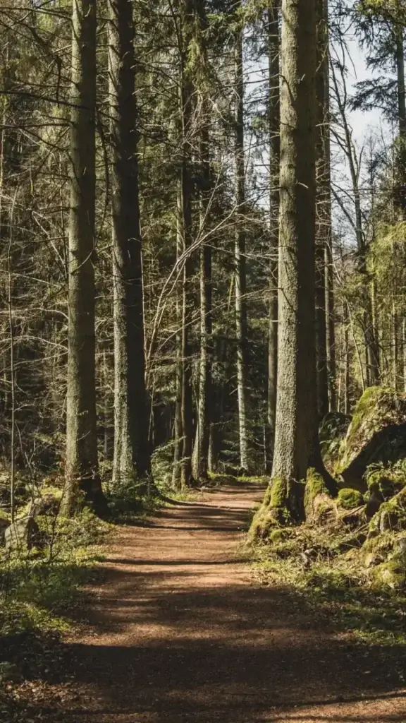 Rundwanderweg Otterbachtal - Schöner Waldweg in der Sonne